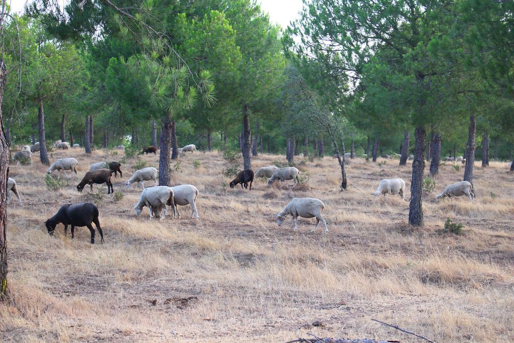 Sesmarias Turismo Rural & Spa Villa Peroguarda Kültér fotó